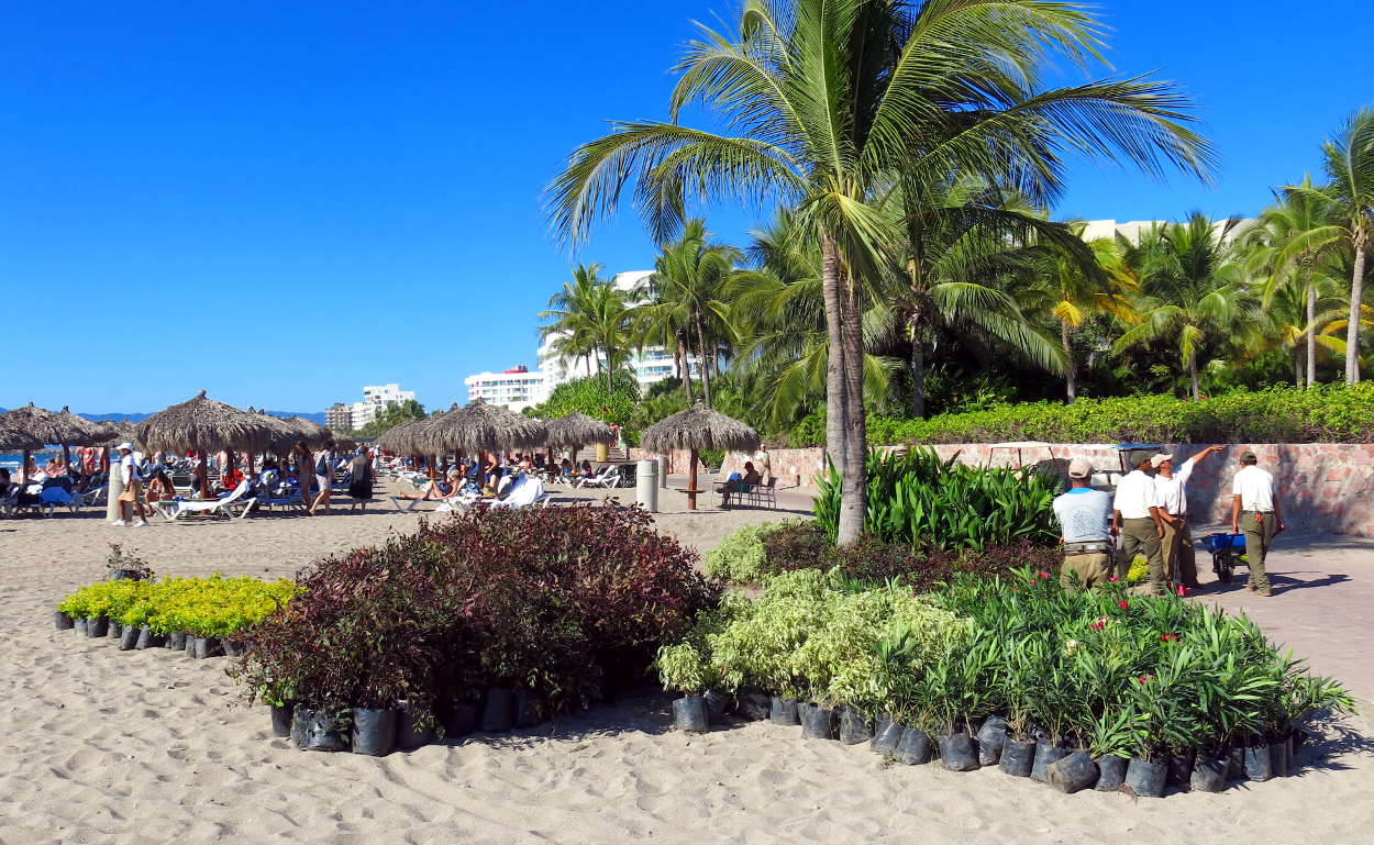 Hundreds of plants were planted for the party.  In the end, the beach became a lush jungle.