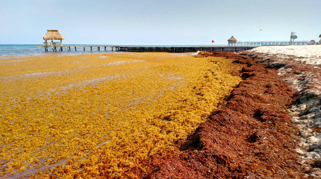 Vidanta Riviera Maya is dealing with the issue of Sargassum. Management is installing a non-structural barrier that is designed to keep the seaweed off the beaches.  Read all about it...Subscribers View - 7/31/19