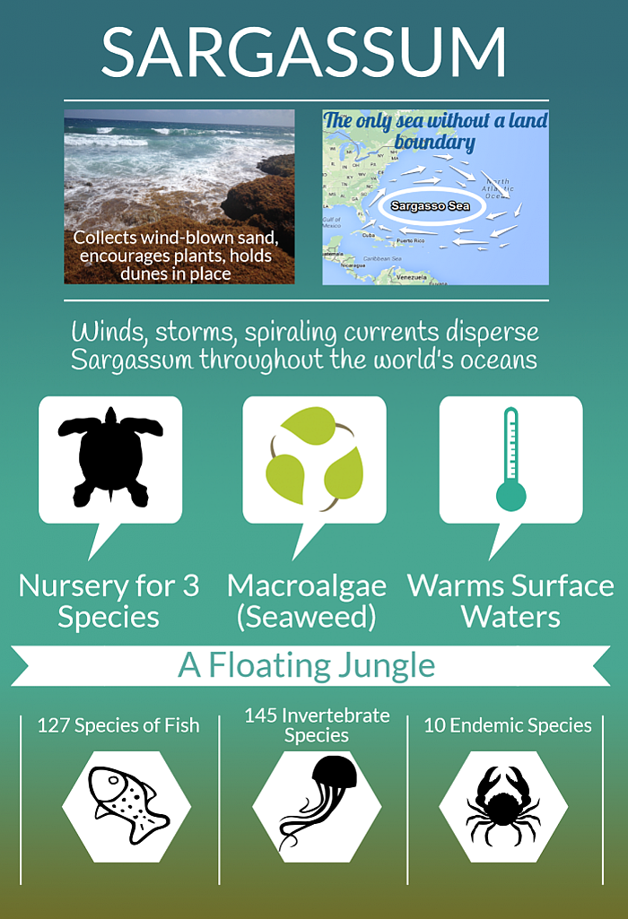The Sargassum ecosystem.